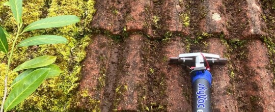 moss removals